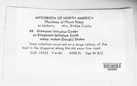 Uromyces intricatus image